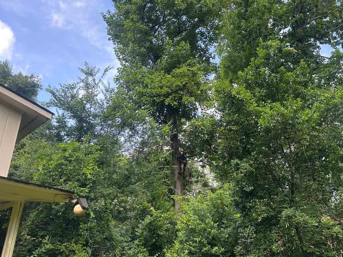 El Costeño Tree Service LLC